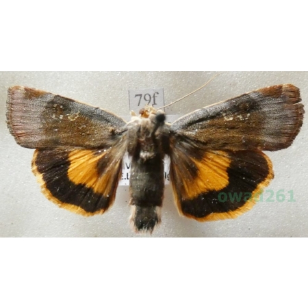 Noctua janthe (Borkhausen, 1792) Rolnica przepaska Czech79f